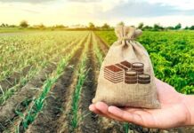 Productores agrarios de Piura acceden a información sobre financiamiento y asociatividad empresarial Productores agrarios de Piura acceden a información sobre financiamiento y asociatividad empresarial