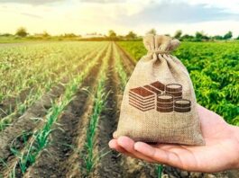 Productores agrarios de Piura acceden a información sobre financiamiento y asociatividad empresarial Productores agrarios de Piura acceden a información sobre financiamiento y asociatividad empresarial