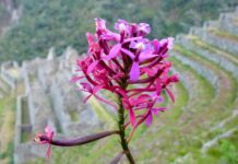 Perú establece el 5 de noviembre como Día Nacional de la Orquídea: dónde encontrar esta bella flor Perú establece el 5 de noviembre como Día Nacional de la Orquídea: dónde encontrar esta bella flor