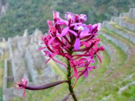Perú establece el 5 de noviembre como Día Nacional de la Orquídea: dónde encontrar esta bella flor Perú establece el 5 de noviembre como Día Nacional de la Orquídea: dónde encontrar esta bella flor
