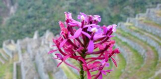 Perú establece el 5 de noviembre como Día Nacional de la Orquídea: dónde encontrar esta bella flor Perú establece el 5 de noviembre como Día Nacional de la Orquídea: dónde encontrar esta bella flor