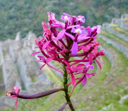 Perú establece el 5 de noviembre como Día Nacional de la Orquídea: dónde encontrar esta bella flor Perú establece el 5 de noviembre como Día Nacional de la Orquídea: dónde encontrar esta bella flor