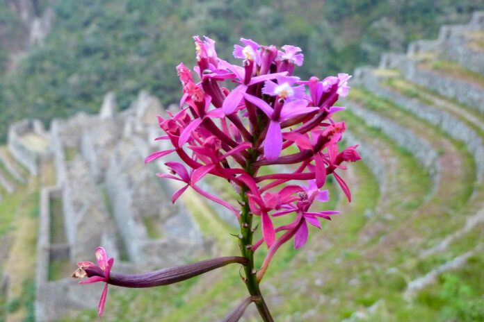 Perú establece el 5 de noviembre como Día Nacional de la Orquídea: dónde encontrar esta bella flor