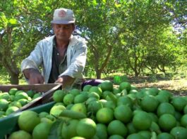 Productores de limón en Castilla acceden a vivero frutícola para mejorar su producción agrícola Productores de limón en Castilla acceden a vivero frutícola para mejorar su producción agrícola