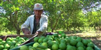 Productores de limón en Castilla acceden a vivero frutícola para mejorar su producción agrícola Productores de limón en Castilla acceden a vivero frutícola para mejorar su producción agrícola
