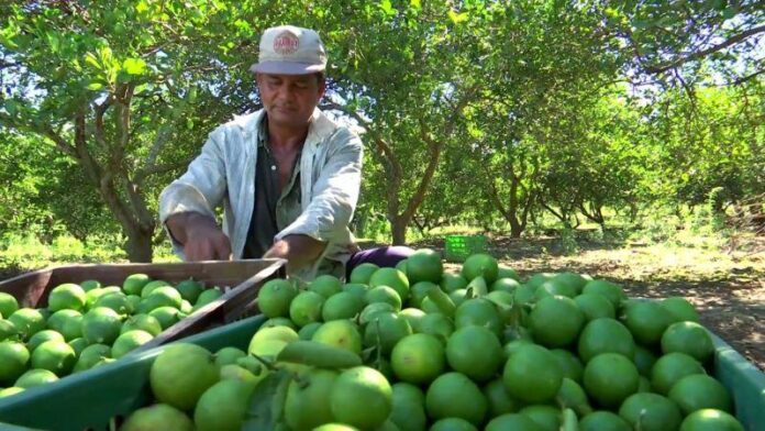 Productores de limón en Castilla acceden a vivero frutícola para mejorar su producción agrícola