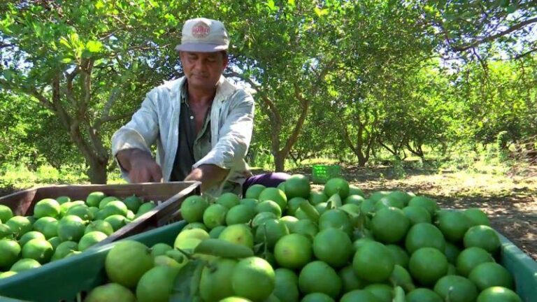 Productores de limón en Castilla acceden a vivero frutícola para mejorar su producción agrícola