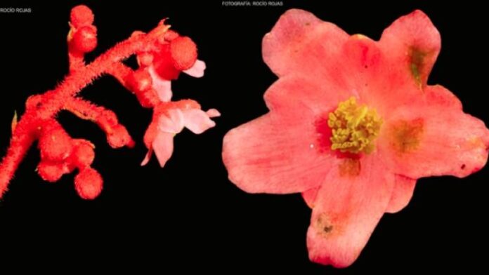 Descubren nueva especie de planta endémica en el Bosque de Protección Pui Pui de Junín