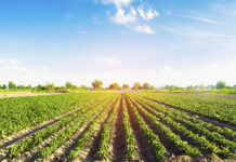 Agro arequipeño exporta a 52 países tras crecimiento récord del sector agrícola Agro arequipeño exporta a 52 países tras crecimiento récord del sector agrícola