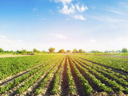 Agro arequipeño exporta a 52 países tras crecimiento récord del sector agrícola Agro arequipeño exporta a 52 países tras crecimiento récord del sector agrícola