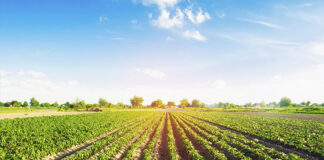 Agro arequipeño exporta a 52 países tras crecimiento récord del sector agrícola Agro arequipeño exporta a 52 países tras crecimiento récord del sector agrícola