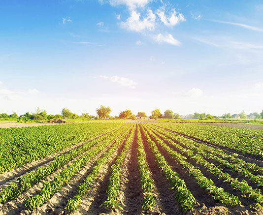 Agro arequipeño exporta a 52 países tras crecimiento récord del sector agrícola Agro arequipeño exporta a 52 países tras crecimiento récord del sector agrícola