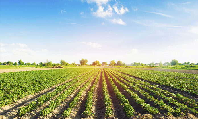 Agro arequipeño exporta a 52 países tras crecimiento récord del sector agrícola