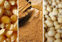 Precios internacionales del maíz, la soya y el trigo retroceden por mayor oferta global Precios internacionales del maíz, la soya y el trigo retroceden por mayor oferta global
