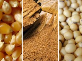 Precios internacionales del maíz, la soya y el trigo retroceden por mayor oferta global Precios internacionales del maíz, la soya y el trigo retroceden por mayor oferta global