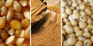 Precios internacionales del maíz, la soya y el trigo retroceden por mayor oferta global Precios internacionales del maíz, la soya y el trigo retroceden por mayor oferta global