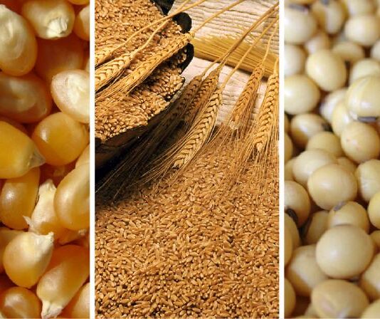 Precios internacionales del maíz, la soya y el trigo retroceden por mayor oferta global Precios internacionales del maíz, la soya y el trigo retroceden por mayor oferta global
