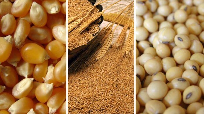 Precios internacionales del maíz, la soya y el trigo retroceden por mayor oferta global