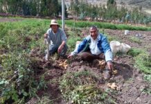 Seguro Agrícola Catastrófico benefició a 735 agricultores afectados en La Libertad Seguro Agrícola Catastrófico benefició a 735 agricultores afectados en La Libertad
