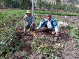 Seguro Agrícola Catastrófico benefició a 735 agricultores afectados en La Libertad Seguro Agrícola Catastrófico benefició a 735 agricultores afectados en La Libertad