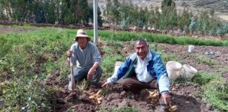 Seguro Agrícola Catastrófico benefició a 735 agricultores afectados en La Libertad Seguro Agrícola Catastrófico benefició a 735 agricultores afectados en La Libertad