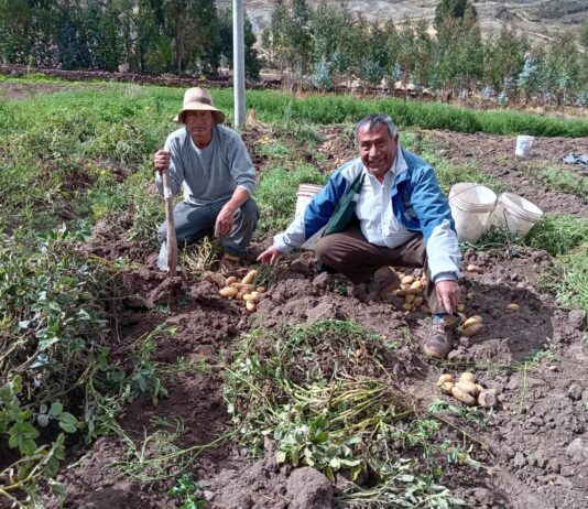 Seguro Agrícola Catastrófico benefició a 735 agricultores afectados en La Libertad Seguro Agrícola Catastrófico benefició a 735 agricultores afectados en La Libertad
