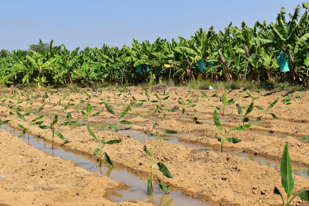 Más de 150 productores de banano en Piura recibirán apoyo para enfrentar el Fusarium R4T
