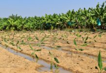 Más de 150 productores de banano en Piura recibirán apoyo para enfrentar el Fusarium R4T Más de 150 productores de banano en Piura recibirán apoyo para enfrentar el Fusarium R4T