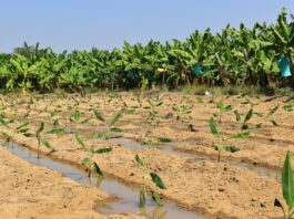 Más de 150 productores de banano en Piura recibirán apoyo para enfrentar el Fusarium R4T Más de 150 productores de banano en Piura recibirán apoyo para enfrentar el Fusarium R4T