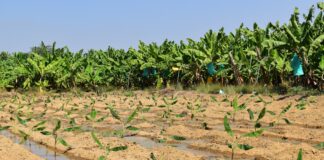 Más de 150 productores de banano en Piura recibirán apoyo para enfrentar el Fusarium R4T Más de 150 productores de banano en Piura recibirán apoyo para enfrentar el Fusarium R4T