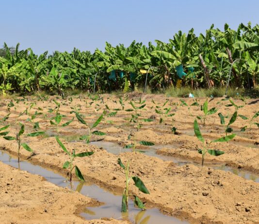 Más de 150 productores de banano en Piura recibirán apoyo para enfrentar el Fusarium R4T Más de 150 productores de banano en Piura recibirán apoyo para enfrentar el Fusarium R4T