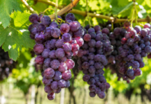 Exportaciones peruanas de frutas y hortalizas crecieron 17,3 % y superaron los US$ 2,421 millones Exportaciones peruanas de frutas y hortalizas crecieron 17,3 % y superaron los US$ 2,421 millones