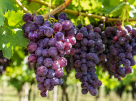 Exportaciones peruanas de frutas y hortalizas crecieron 17,3 % y superaron los US$ 2,421 millones Exportaciones peruanas de frutas y hortalizas crecieron 17,3 % y superaron los US$ 2,421 millones