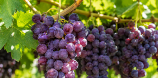 Exportaciones peruanas de frutas y hortalizas crecieron 17,3 % y superaron los US$ 2,421 millones Exportaciones peruanas de frutas y hortalizas crecieron 17,3 % y superaron los US$ 2,421 millones