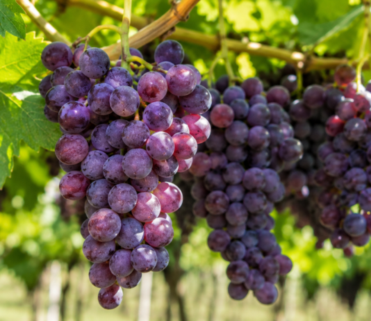 Exportaciones peruanas de frutas y hortalizas crecieron 17,3 % y superaron los US$ 2,421 millones Exportaciones peruanas de frutas y hortalizas crecieron 17,3 % y superaron los US$ 2,421 millones