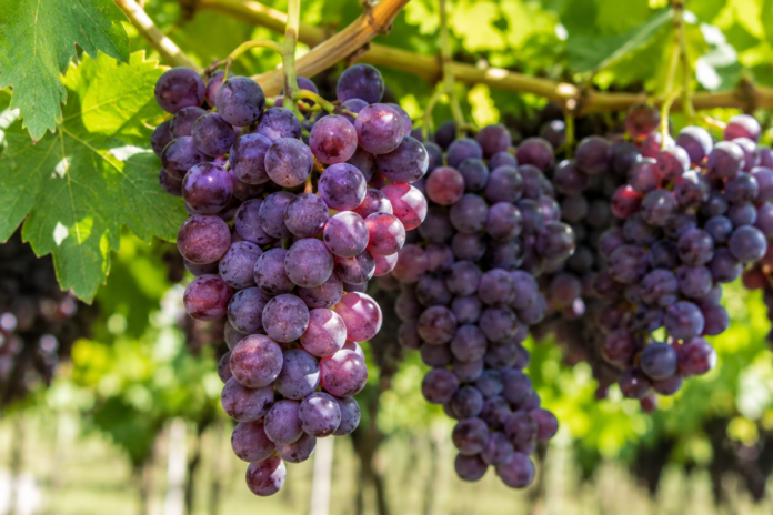 Exportaciones peruanas de frutas y hortalizas crecieron 17,3 % y superaron los US$ 2,421 millones Exportaciones peruanas de frutas y hortalizas crecieron 17,3 % y superaron los US$ 2,421 millones