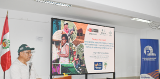 Piura: Proyecto Banano impulsa medidas de bioseguridad frente al avance del Fusarium R4T Piura: Proyecto Banano impulsa medidas de bioseguridad frente al avance del Fusarium R4T
