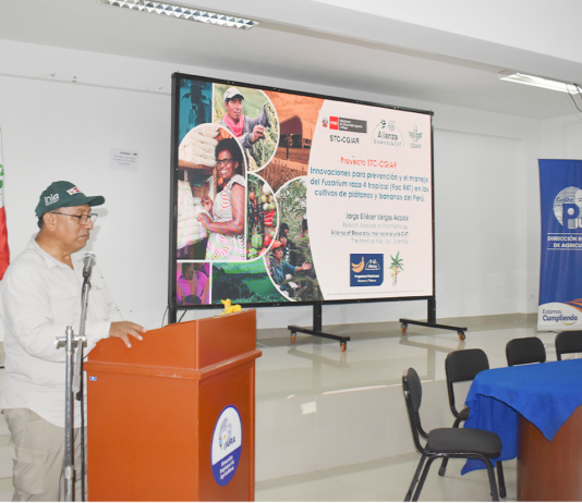 Piura: Proyecto Banano impulsa medidas de bioseguridad frente al avance del Fusarium R4T Piura: Proyecto Banano impulsa medidas de bioseguridad frente al avance del Fusarium R4T