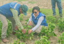 Bajo Piura incorpora por primera vez el cultivo de soya para diversificar la producción agrícola Bajo Piura incorpora por primera vez el cultivo de soya para diversificar la producción agrícola