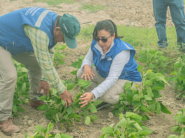Bajo Piura incorpora por primera vez el cultivo de soya para diversificar la producción agrícola Bajo Piura incorpora por primera vez el cultivo de soya para diversificar la producción agrícola
