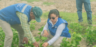 Bajo Piura incorpora por primera vez el cultivo de soya para diversificar la producción agrícola Bajo Piura incorpora por primera vez el cultivo de soya para diversificar la producción agrícola