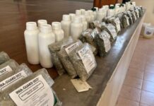 Piura: INIA transfiere bioinsumos para combatir el Fusarium Raza 4 Tropical en cultivos de banano Piura: INIA transfiere bioinsumos para combatir el Fusarium Raza 4 Tropical en cultivos de banano