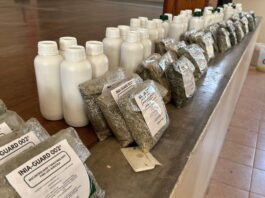 Piura: INIA transfiere bioinsumos para combatir el Fusarium Raza 4 Tropical en cultivos de banano Piura: INIA transfiere bioinsumos para combatir el Fusarium Raza 4 Tropical en cultivos de banano