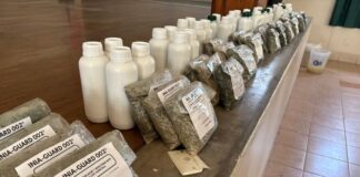 Piura: INIA transfiere bioinsumos para combatir el Fusarium Raza 4 Tropical en cultivos de banano Piura: INIA transfiere bioinsumos para combatir el Fusarium Raza 4 Tropical en cultivos de banano