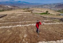Recuperación de tierras agrícolas avanza en nueve regiones con inversión de S/ 5 millones Recuperación de tierras agrícolas avanza en nueve regiones con inversión de S/ 5 millones