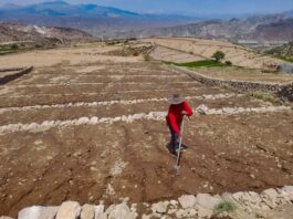 Recuperación de tierras agrícolas avanza en nueve regiones con inversión de S/ 5 millones Recuperación de tierras agrícolas avanza en nueve regiones con inversión de S/ 5 millones