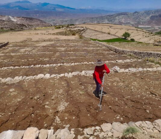 Recuperación de tierras agrícolas avanza en nueve regiones con inversión de S/ 5 millones Recuperación de tierras agrícolas avanza en nueve regiones con inversión de S/ 5 millones