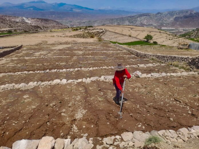 Recuperación de tierras agrícolas avanza en nueve regiones con inversión de S/ 5 millones