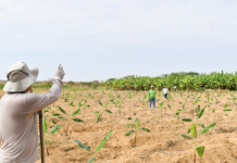 Análisis de suelos permitirá mejorar el manejo del Fusarium Raza 4 Tropical en Piura Análisis de suelos permitirá mejorar el manejo del Fusarium Raza 4 Tropical en Piura