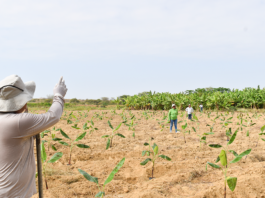 Análisis de suelos permitirá mejorar el manejo del Fusarium Raza 4 Tropical en Piura Análisis de suelos permitirá mejorar el manejo del Fusarium Raza 4 Tropical en Piura